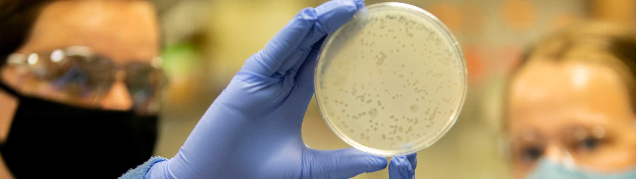 Two people looking at a Petri dish