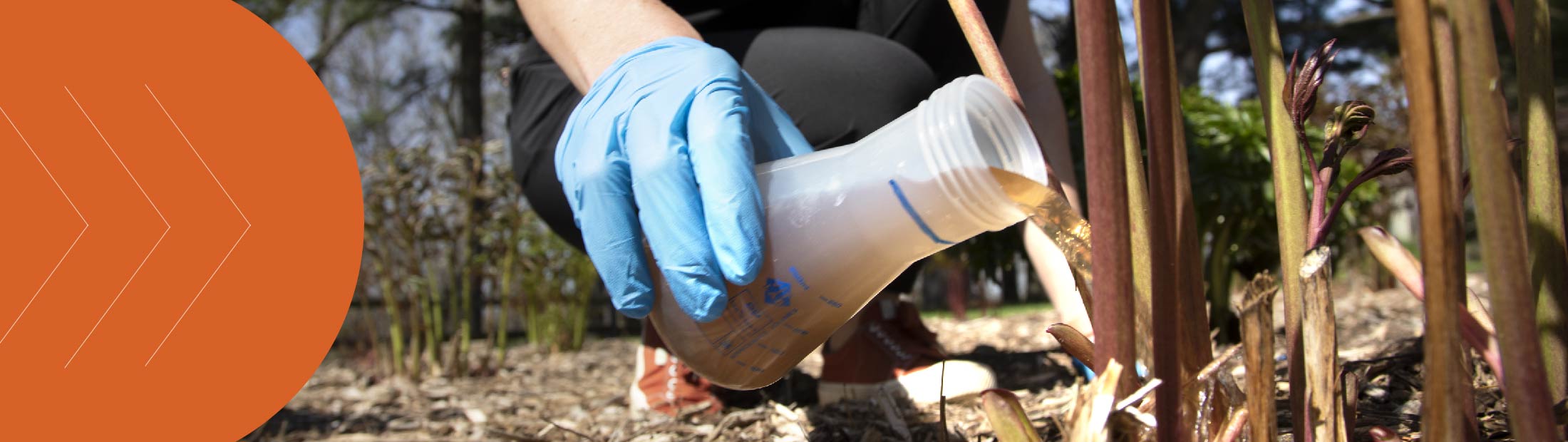 A researcher uses urine as fertilizer on a plant.